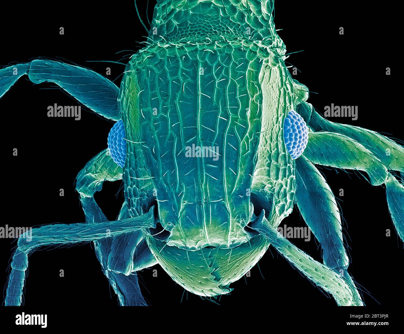 Tête ANT. Micrographe électronique à balayage coloré (SEM) de la tête d'un fourmis (famille des Formicidae). Montrant ses yeux (bleus) et ses mâchoires. Agrandissement : x50 lors de l'impression de 10 centimètres de large. Banque D'Images