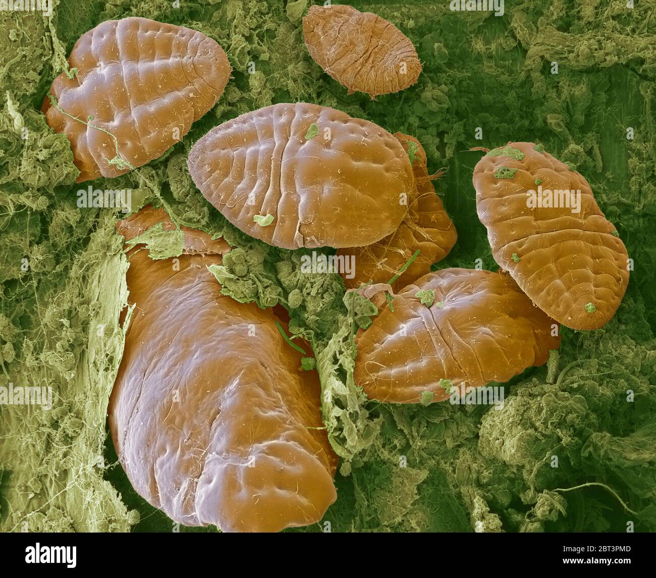 Insectes de l'échelle. Micrographe électronique à balayage coloré (SEM) d'insectes de l'échelle (famille surétendue Coccoidea) sur une feuille. Ce ravageur se nourrit de la sève de la plante. Il sécrète un revêtement de cire poudreuse qui le protège contre les pesticides et les prédateurs. Agrandissement : x50 lorsqu'il est imprimé à 10 centimètres de large. Banque D'Images