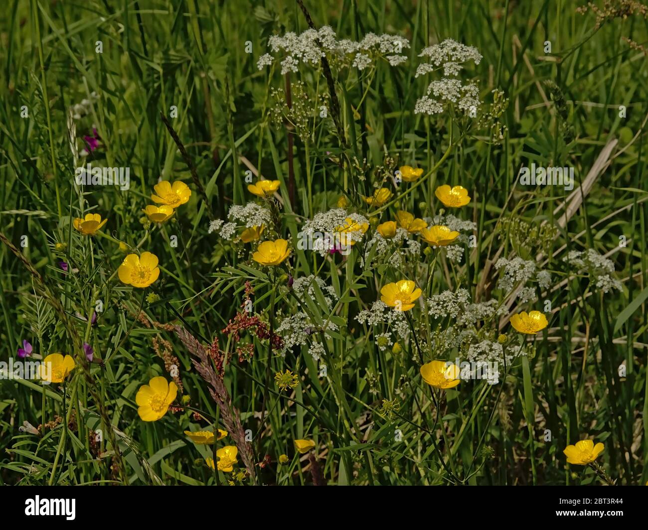 Buttercups, persil de vache et herbe haute dans un pré - Ranunculus. Banque D'Images