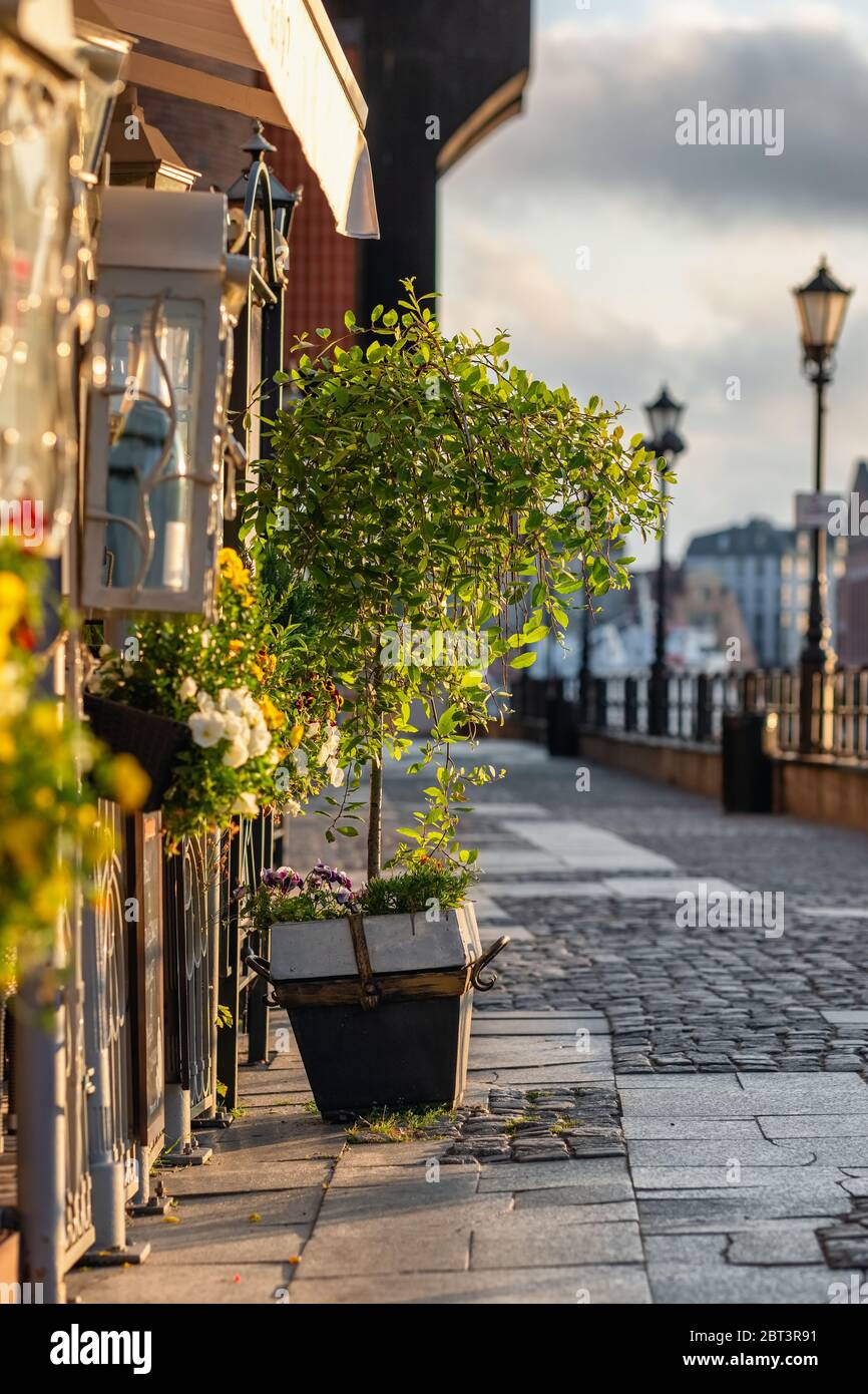 Arbre dans un pot à la rue pavée tôt le matin dans la ville européenne Banque D'Images