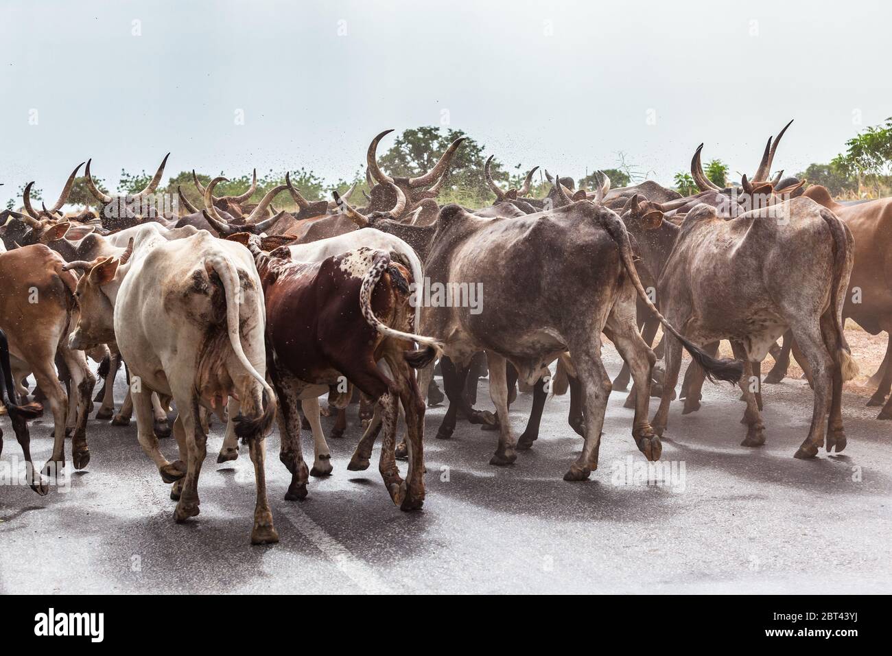 troupeau de vaches à cornes sur la route Banque D'Images