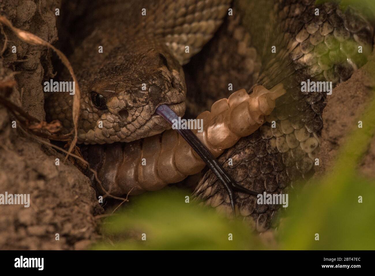 Un crotale du Pacifique Nord (Crotalus oreganus) qui s'efflerait de sa langue. Banque D'Images