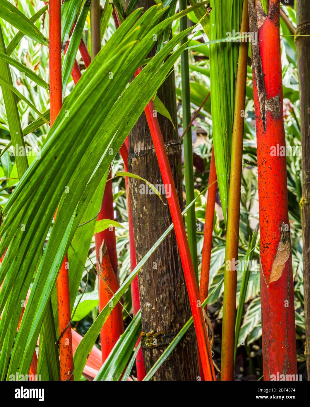 Un détail de paume en cire rouge, Puna, Hawaii, TheBigIsland, États-Unis Banque D'Images