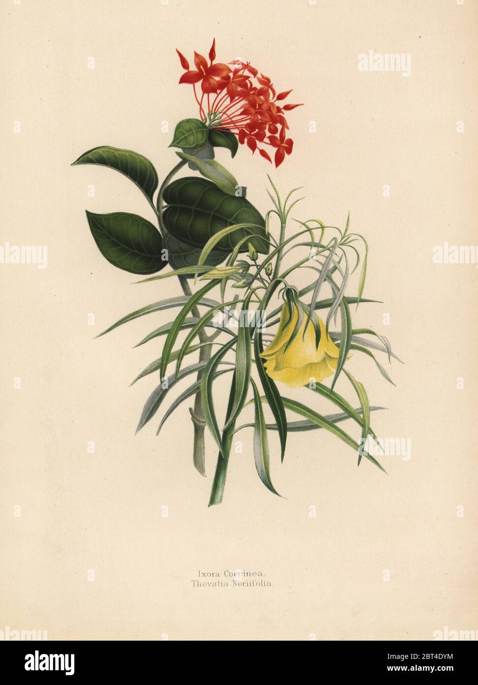 Géranium, Ixora coccinea Jungle, et jaune Thevetia neriifolia, Oléandre, Cascabela thevetia. Chromolithographie après un dessin botanique par Emily Eden de ses fleurs d'un jardin indien : Deuxième série : Espoir, Breidenbach & Co, Düsseldorf, 1860. Eden est une femme écrivain anglaise aristocratique, romancier et voyageur qui a accompagné son frère George en Inde de 1836 à 1842. Banque D'Images