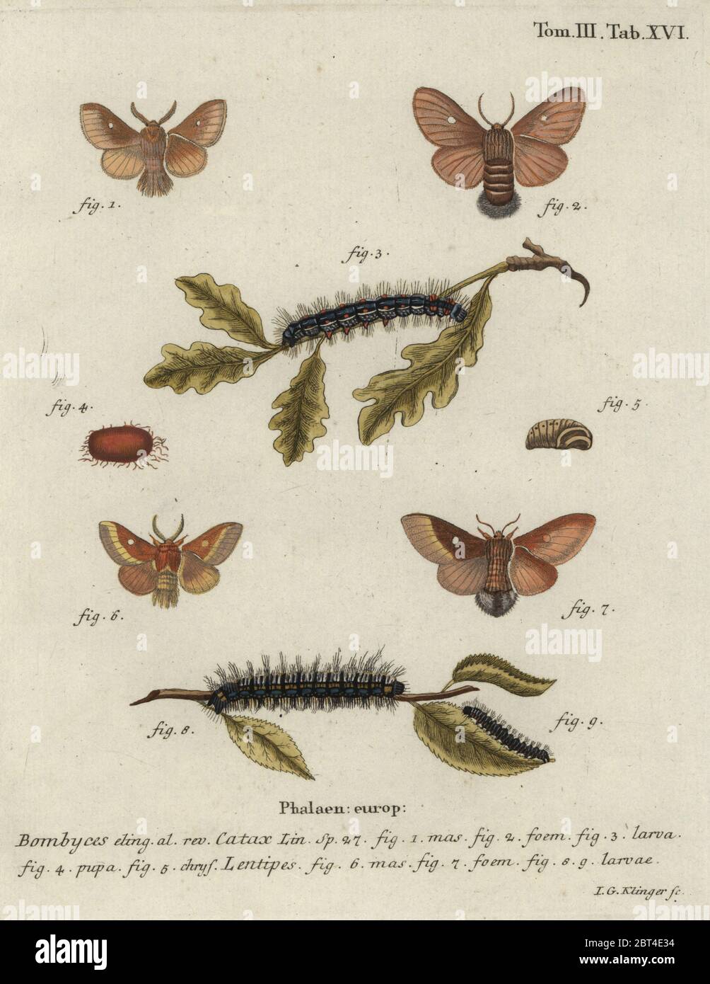 Eggar de l'est, Eriogaster catax, homme, femme, larve, pupa, chrysalide. Phalaena catax, lentilles Phalaena. Gravure de coperplate en couleur main par Johann Georg Klinger d'Eugenius Johann Christoph espers Die Schmetterlinge in Abbildungen nach der Natur, Erlangen, 1786. Banque D'Images