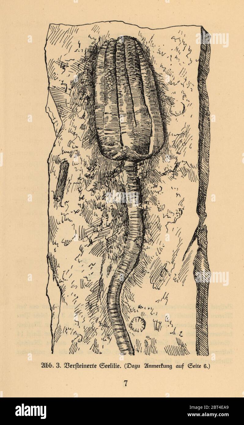 Fossile d'un crénoïde éteint ou d'un nénuphar de mer. Illustration de Wilhelm Bolsches Das Leben der Urwelt, Prehistal Life, Georg Dollheimer, Leipzig, 1932. Banque D'Images