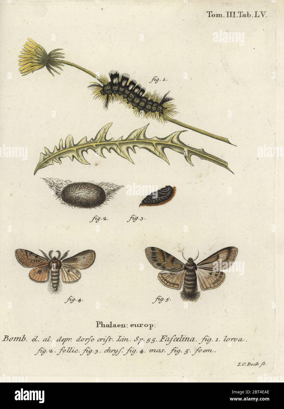 Chaussette de défense sombre, Dicallomera fascelina. Bombyx fascelina. Gravure de coperplate en couleur main par Johan Georg Sturm d'Eugenius Johann Christoph espers Die Schmetterlinge in Abbildungen nach der Natur, Erlangen, 1786. Banque D'Images