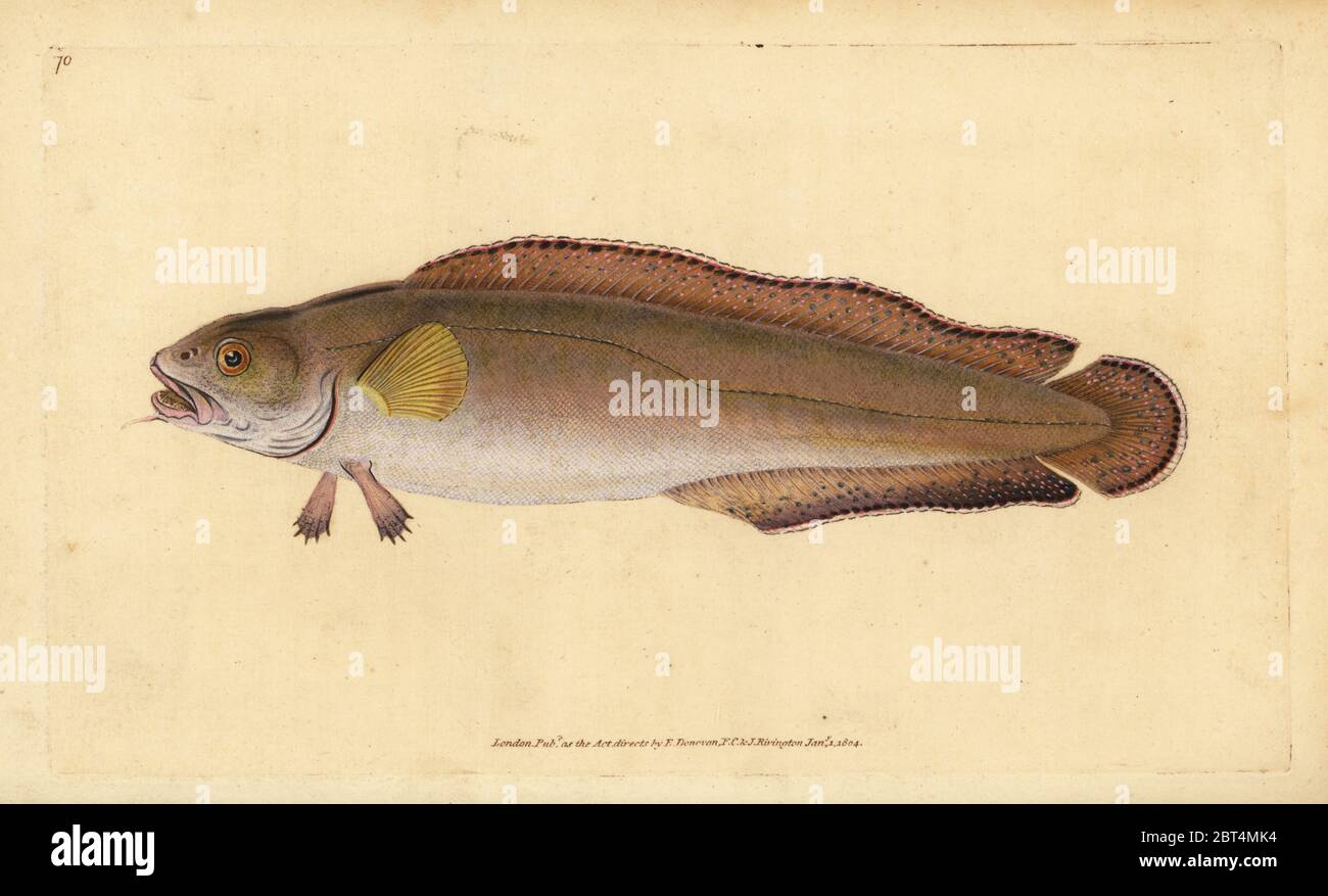Le Brosme brosme (Brosme brosme) ou (Brosme ou Scotch torsk, Gadus brosme). Dessiné et gravé sur cuivre coloriée par Edward Donovan de son histoire naturelle de British Fishes, Donovan et C.F. et J. Rivington, Londres, 1802-1808. Banque D'Images