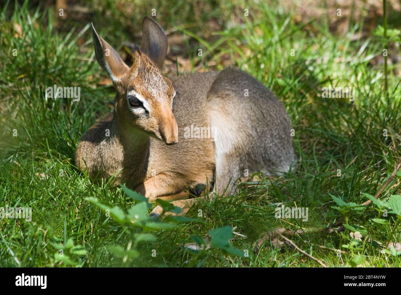 Mammifères Mammifères animaux animaux animaux sauvages animaux mammifères Afrique Kenya namibie Banque D'Images