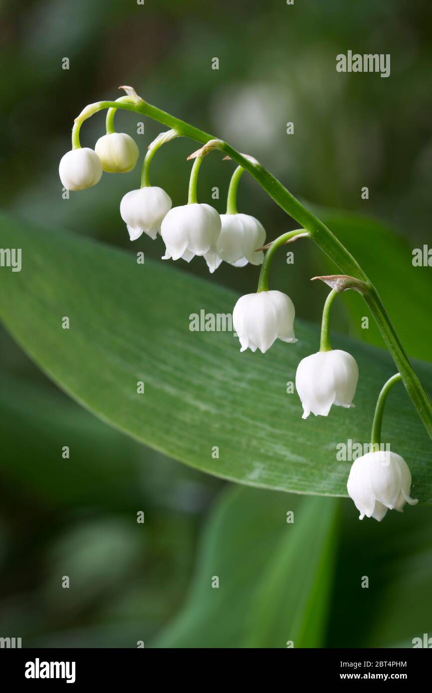 Un muguet (Convallaria majalis) dans le jardin Banque D'Images