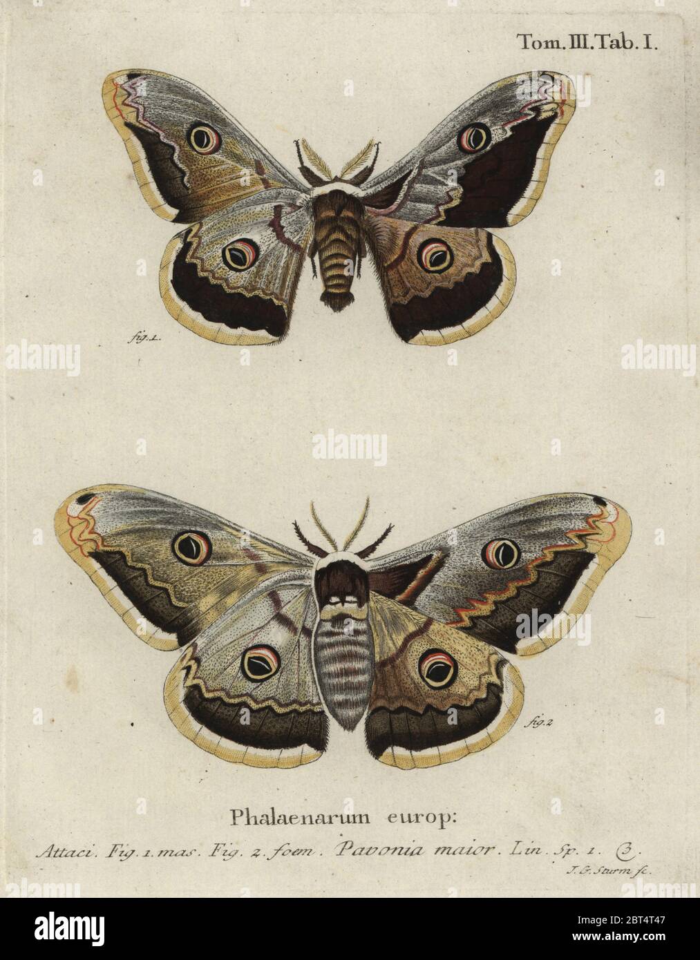 Emperor Moth, Saturnia Pavonia, homme et femme. Pavonia Major. Gravure de coperplate en couleur main par Johan Georg Sturm, d'Eugenius Johann Christoph espers Die Schmetterlinge in Abbildungen nach der Natur, Erlangen, 1786. Banque D'Images