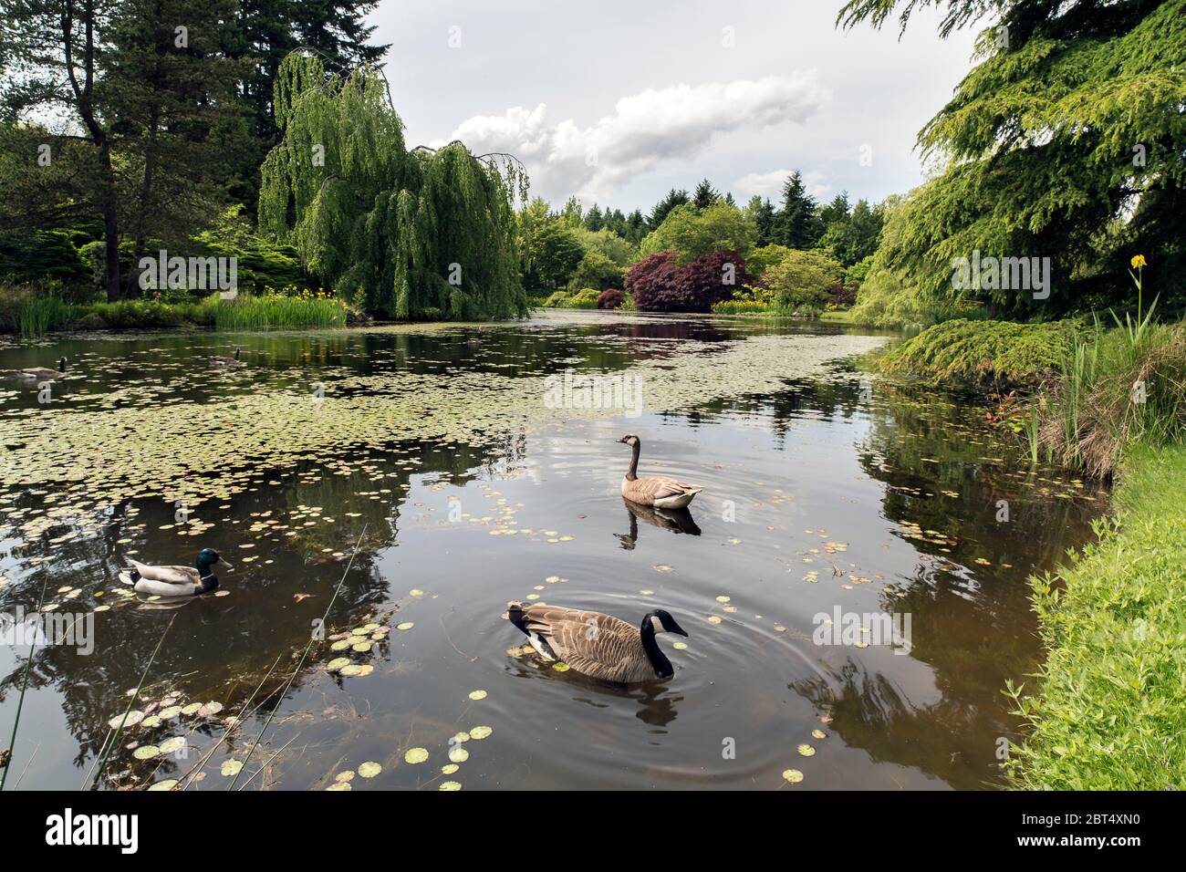 Vue panoramique de l'étang avec nénuphars et deux oies canadiennes et un canard dans le jardin botanique Van Dusen à Vancouver, Colombie-Britannique, Canada. Banque D'Images