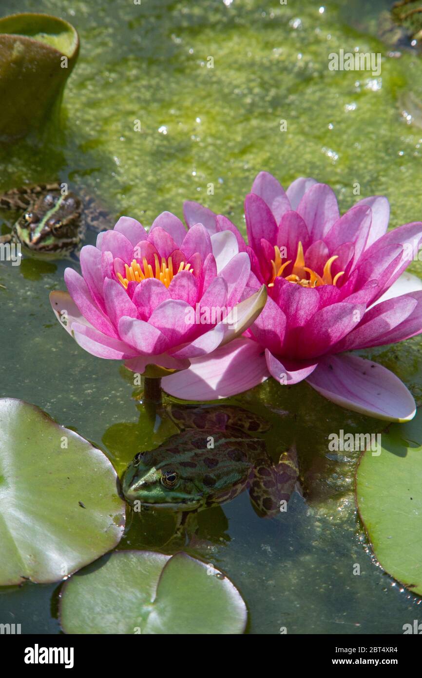 Rosa Seerose (Nymphea Hybride) und Teichfrosch (Pelophylax esculentus) Banque D'Images