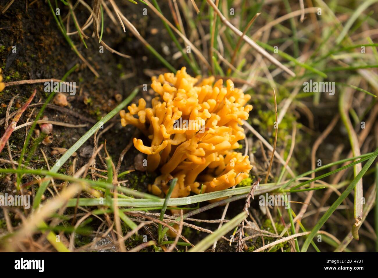 Champignon de la Mushroom de corail jaune (Ramaria aurea) dans l'habitat de la tourbière écossaise Banque D'Images