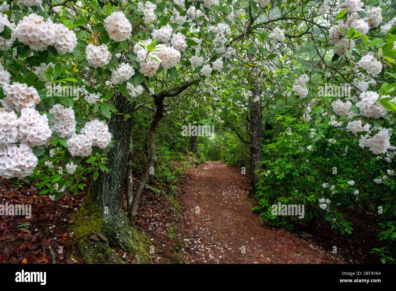 Laurel de montagne (Kalmia latifolia) en pleine floraison sur le sentier de la forêt nationale de Pisgah, Brevard, Caroline du Nord, États-Unis Banque D'Images