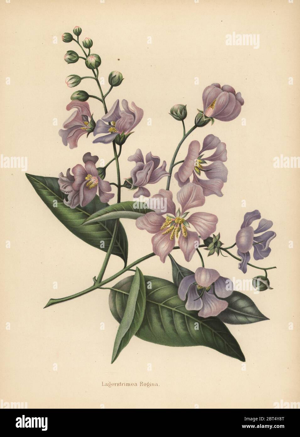 Fierté du géant indien ou de la crêpe-myrte, Lagerstroemia speciosa. Chromolithographe d'après un dessin botanique d'Emily Eden de ses fleurs d'un jardin indien: Deuxième série: Hope, Breidenbach & Co, Dusseldorf, 1860. Eden était une femme anglaise aristocratique écrivain, romancière et voyageur qui a accompagné son frère George en Inde de 1836 à 1842. Banque D'Images