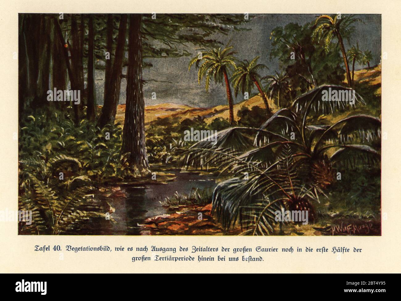 Végétation dans la première moitié du Neogene (époque tertiaire tardive). Impression couleur d'après une illustration de Hugo Wolff-Maage de Wilhelm Bolsches Das Leben der Urwelt, Prehistal Life, Georg Dollheimer, Leipzig, 1932. Banque D'Images