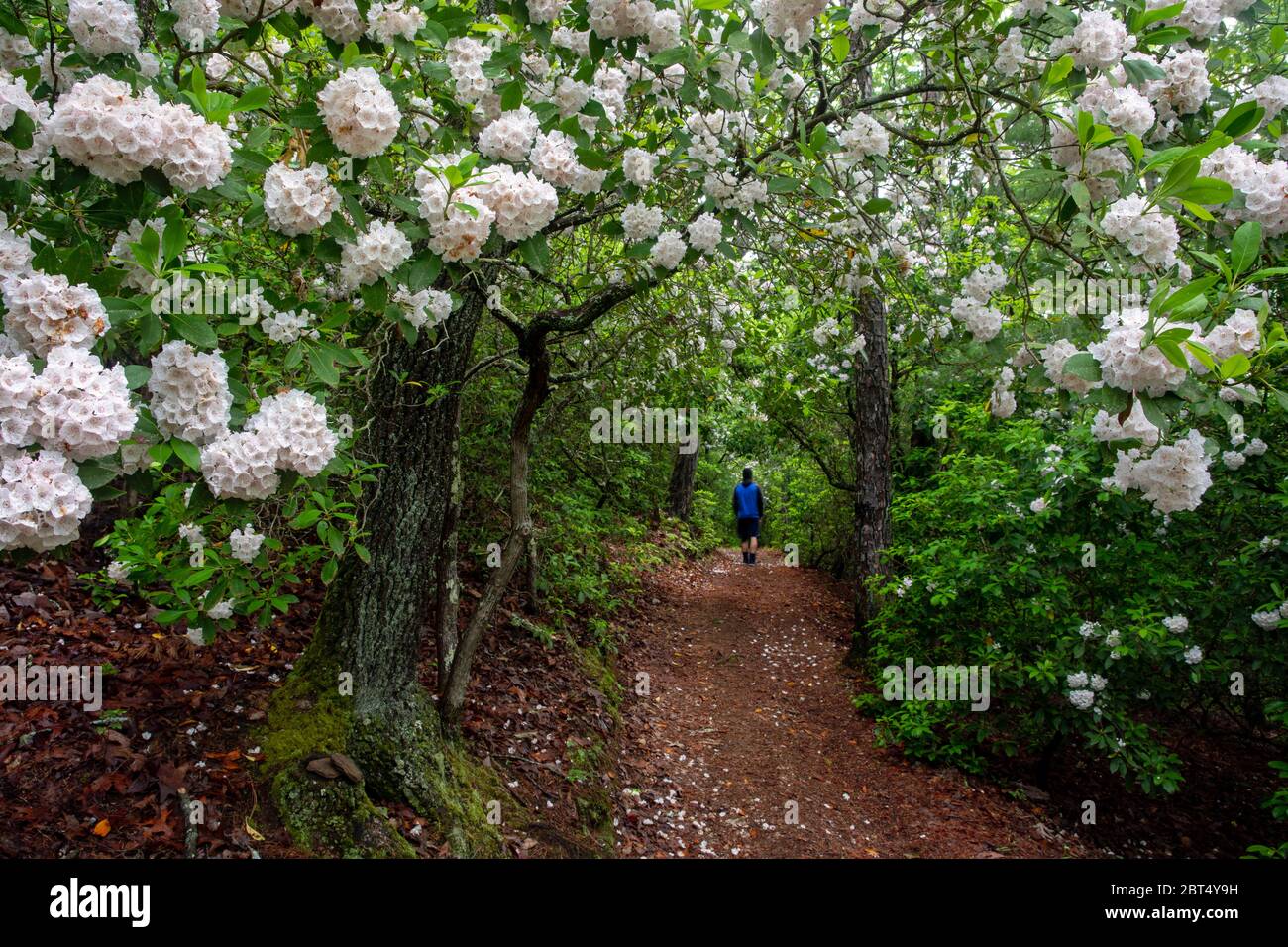 Randonnée sur la piste avec la montagne Laurel (Kalmia latifolia) en fleur - Pisgah National Forest, Brevard, Caroline du Nord, Etats-Unis Banque D'Images