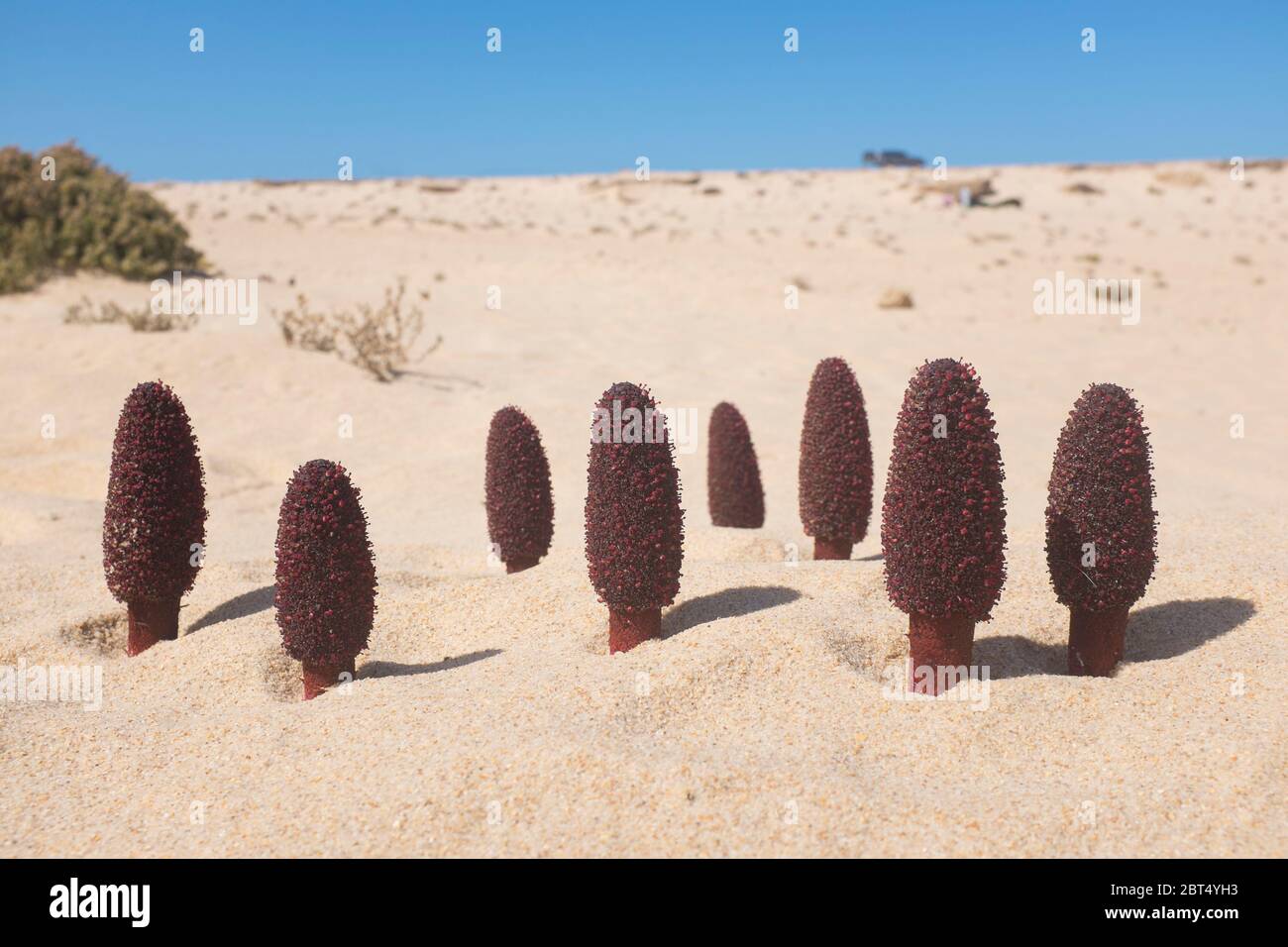 Groupe de champignons maltais (Cynomorium coccineum) au Sahara occidental près de Dakhla Banque D'Images