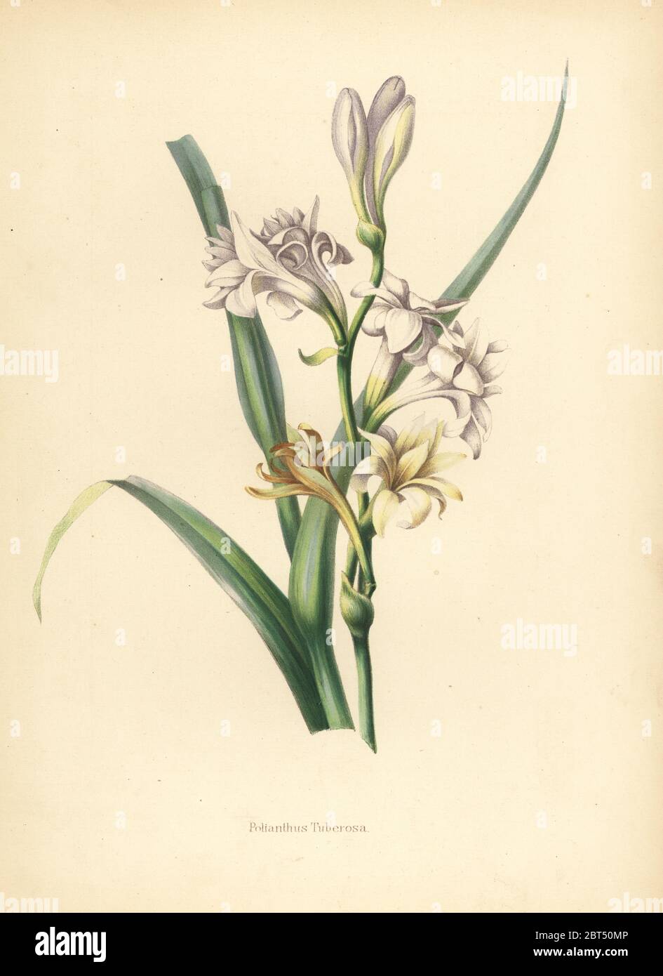 Tubéreuse, Polianthes tuberosa (Polianthus tuberosa.). Chromolithographie après une illustration botanique par Emily Eden de ses fleurs d'un jardin indien : Deuxième série : Espoir, Breidenbach & Co, Düsseldorf, 1860. Eden est une femme écrivain anglaise aristocratique, romancier et voyageur qui a accompagné son frère George en Inde de 1836 à 1842. Banque D'Images