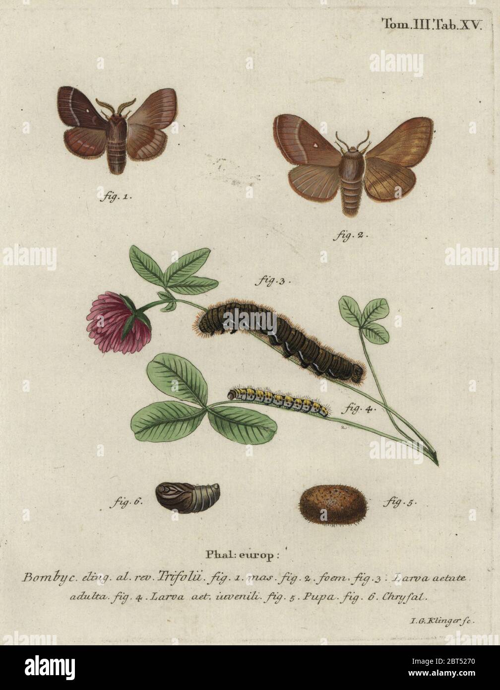 Herbe eggar, Lasiocampa trifolii, homme, femme, larve, pupa, chrysalide. Gravure de coperplate en couleur main par Johann Georg Klinger d'Eugenius Johann Christoph espers Die Schmetterlinge in Abbildungen nach der Natur, Erlangen, 1786. Banque D'Images
