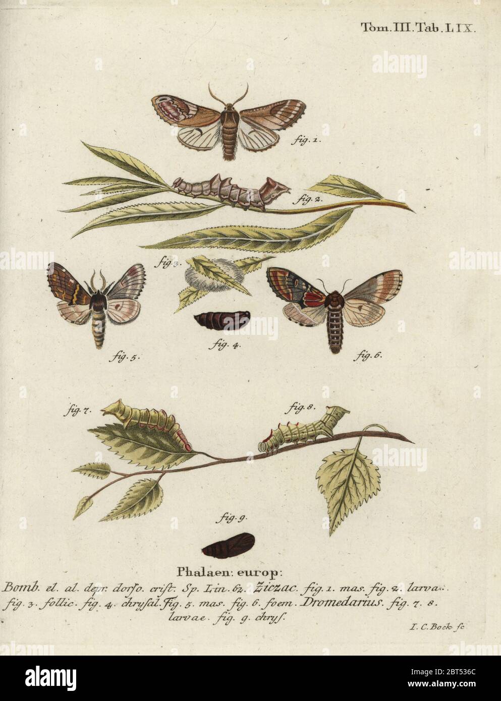 Pebble proéminent, Notodonta ziczac, et fer proéminent, Notodonta dromedarius. Phalaena ziczac, dromedarius. Gravure de coperplate en couleur main par Johann Carl Bock d'Eugenius Johann Christoph espers Die Schmetterlinge in Abbildungen nach der Natur, Erlangen, 1786. Banque D'Images