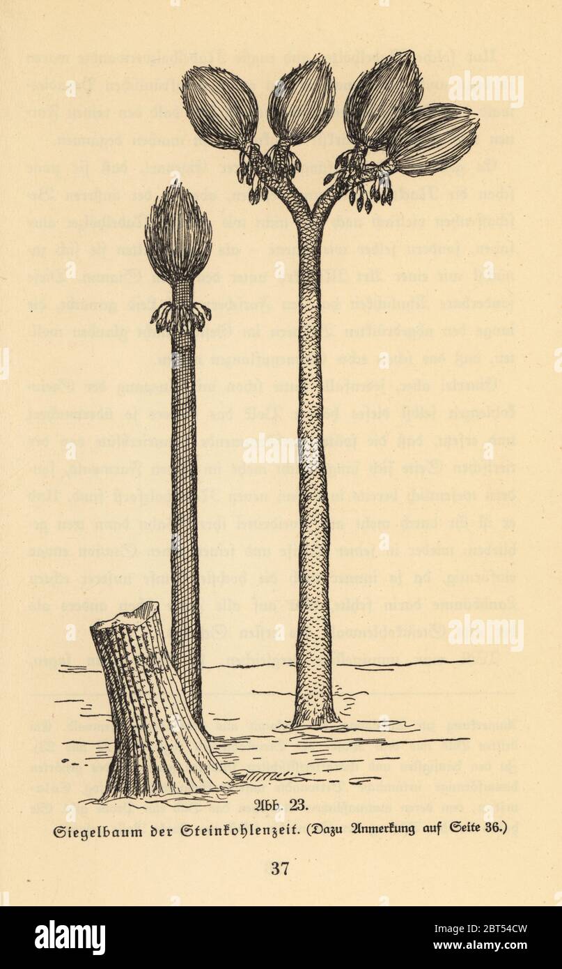 Plante arborescente éteinte, genre Sigillaria, de l'époque carbonifère. Époque de la forêt de charbon. Illustration de Wilhelm Bolsches Das Leben der Urwelt, Prehistal Life, Georg Dollheimer, Leipzig, 1932. Banque D'Images