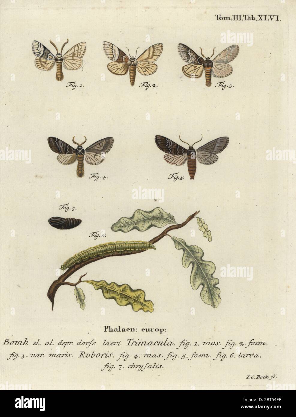 Drymonia dodonaea et espèces inconnues. Bombyx trimacula, Phalaena Bombyx roboris. Gravure de coperplate en couleur main par Johann Carl Bock d'Eugenius Johann Christoph espers Die Schmetterlinge in Abbildungen nach der Natur, Erlangen, 1786. Banque D'Images