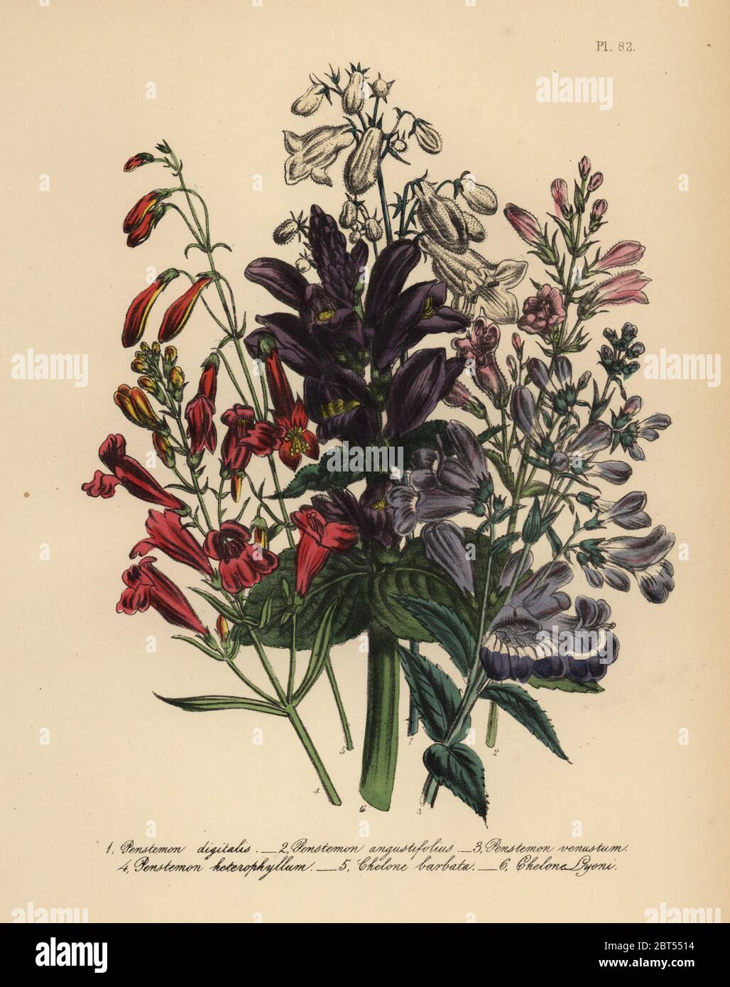 Foxglove-comme penstemon Penstemon digitalis, rose, fleur, Penstemon, P. angustifolius, gracieux penstemon, P. venustum, variable-leaved penstemon, P. heterophyllum, barbus, chelone Chelone barbata, et M. Lyon's chelone Chelone, lyoni. Handfinished chromolithographie par Henry Noel Humphreys après une illustration par Jane Loudon de Loudon Madame Jane's Ladies jardin fleuri de plantes ornementales vivaces, William S. Orr, Londres, 1849. Banque D'Images
