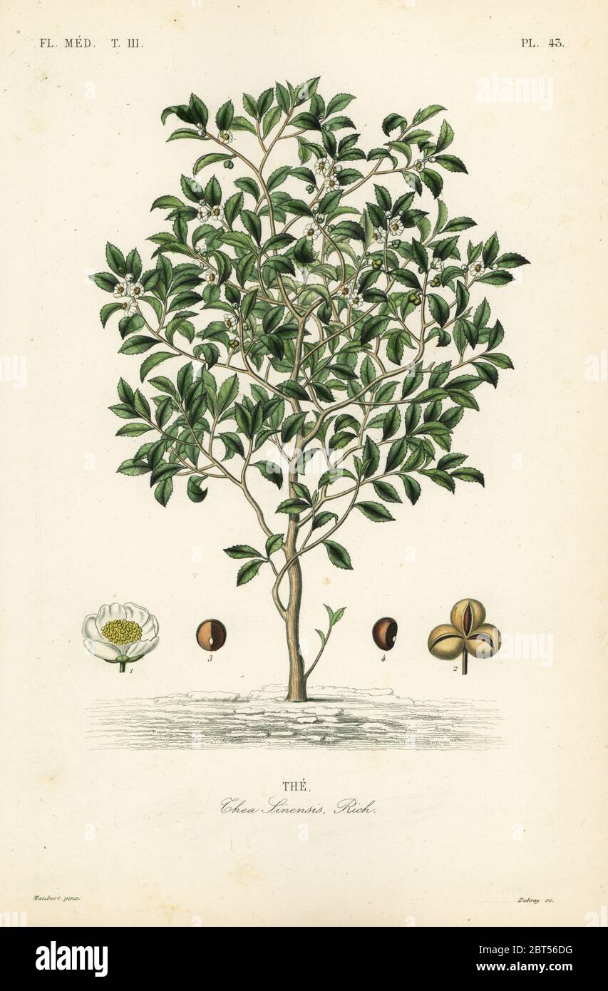 Arbre à thé ou plante à thé, Camellia sinensis, Thea sinensis, le. Gravure en acier de couleur main par Debray d'après une illustration botanique d'Edouard Maubert de Pierre Oscar Reveil, A. Dupuis, FR. Gerard et François Herincqs la Regne Vegetal: Flore Médicale, L. Guerin, Paris, 1864-1871. Banque D'Images