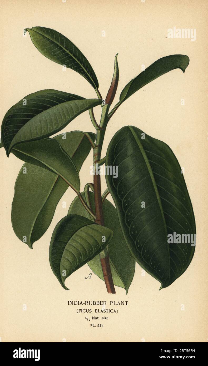Usine de caoutchouc de l'Inde, Ficus elastica. Chromolithographe tiré d'une illustration de Desire Bois d'Edward Steps Favorite Flowers of Garden and Greenhouse, Frederick Warne, Londres, 1896. Banque D'Images