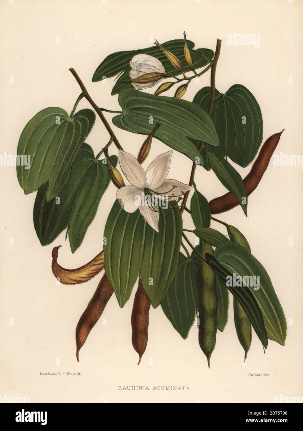 White Orchid tree, Bauhinia acuminata. Lithographie coloriée par D. Blair après une illustration par Lena Lowis de sa familiariser avec les fleurs indiennes, L. Reeve, Londres, 1878. Lena Lowis, anciennement Selena Caroline (1845-1919), de Shakespear était une femme artiste britannique qui s'est rendu en Inde avec son mari, le Lieutenant-colonel Ninian Lowis. Banque D'Images