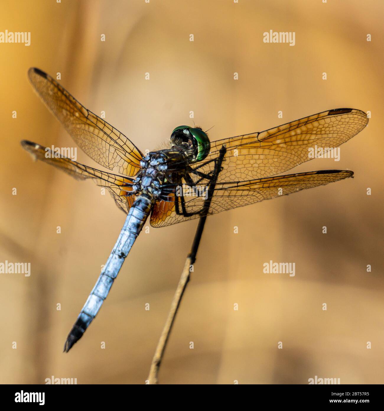 Dragonfly bleu mâle (Pachydipax longipennis) debout sur un bâton, Pine Glades Natural Area, Jupiter, Palm Beach County, Floride, États-Unis Banque D'Images