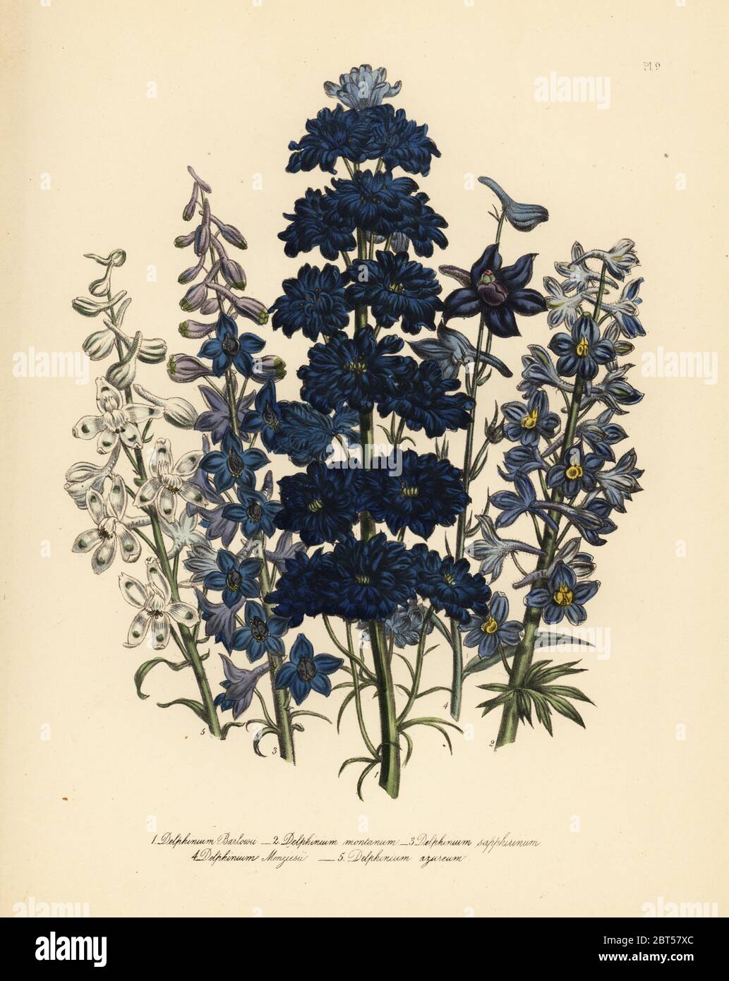 M. Barlow's larkspur, delphinium, barlowii mountain larkspur, D. montana, abeille delphinium variable, D. sapphirinum, Monsieur Menzies larkspur, D. menziesii, et d'azur larkspur, D. azureum. Handfinished chromolithographie par Henry Noel Humphreys après une illustration par Jane Loudon de Loudon Madame Jane's Ladies jardin fleuri de plantes ornementales vivaces, William S. Orr, Londres, 1849. Banque D'Images