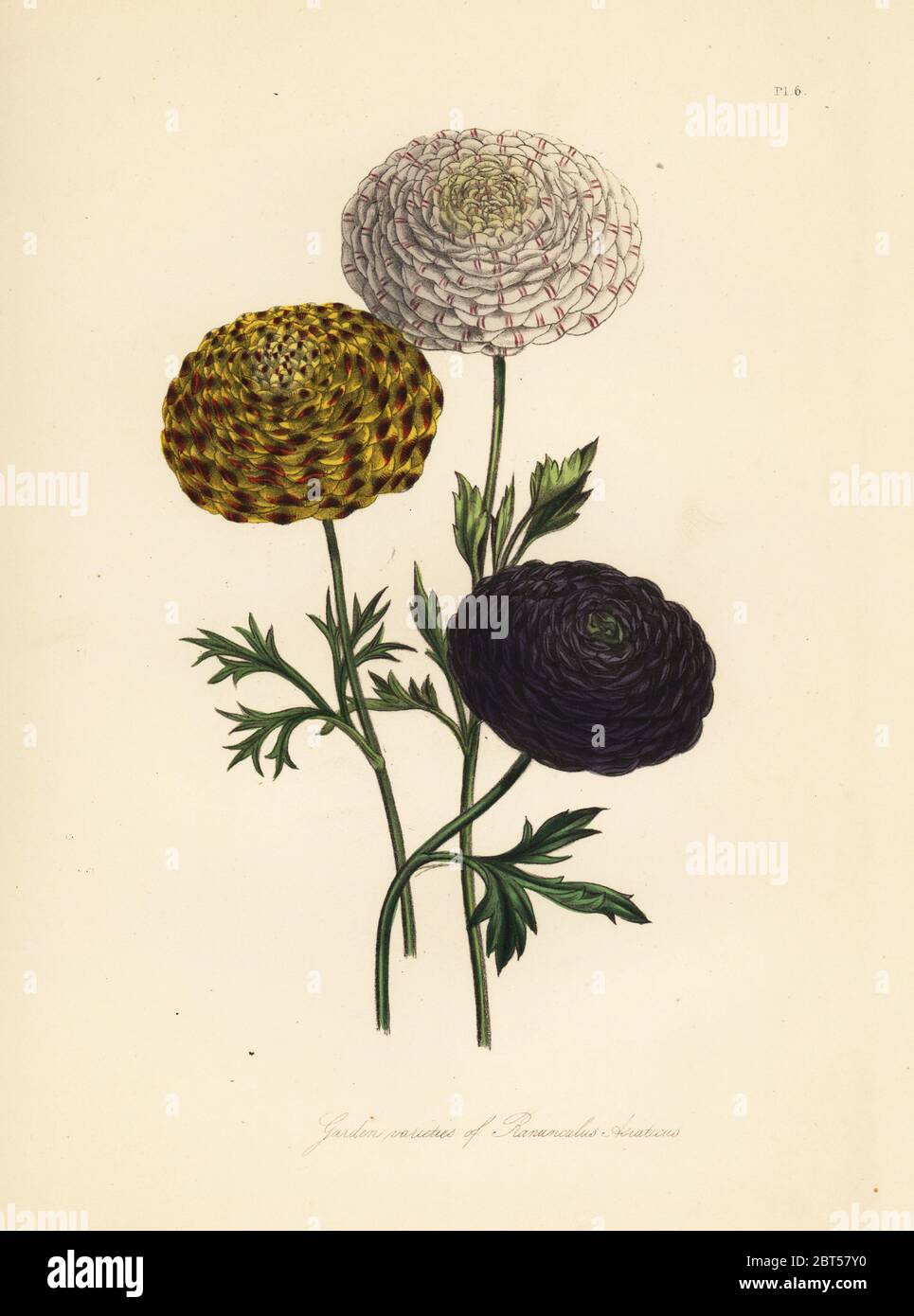 Variétés du persan jardin buttercup, Ranunculus asiaticus. Handfinished chromolithographie par Henry Noel Humphreys après une illustration par Jane Loudon de Loudon Madame Jane's Ladies jardin fleuri de plantes ornementales vivaces, William S. Orr, Londres, 1849. Banque D'Images