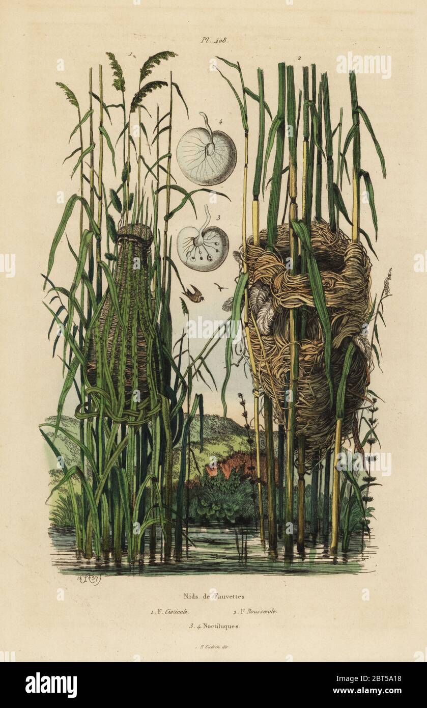Les nids de la paruline rayée, fantail juncidis Cisticole, et reed warbler, Acrocephalus scirpaceus. Gravure coloriée après une illustration par Adolph Felix-Edouard Guerin-Meneville de frites's Dictionnaire pittoresque d'Histoire Naturelle (Dictionnaire pittoresque d'Histoire Naturelle), Paris, 1834-39. Banque D'Images