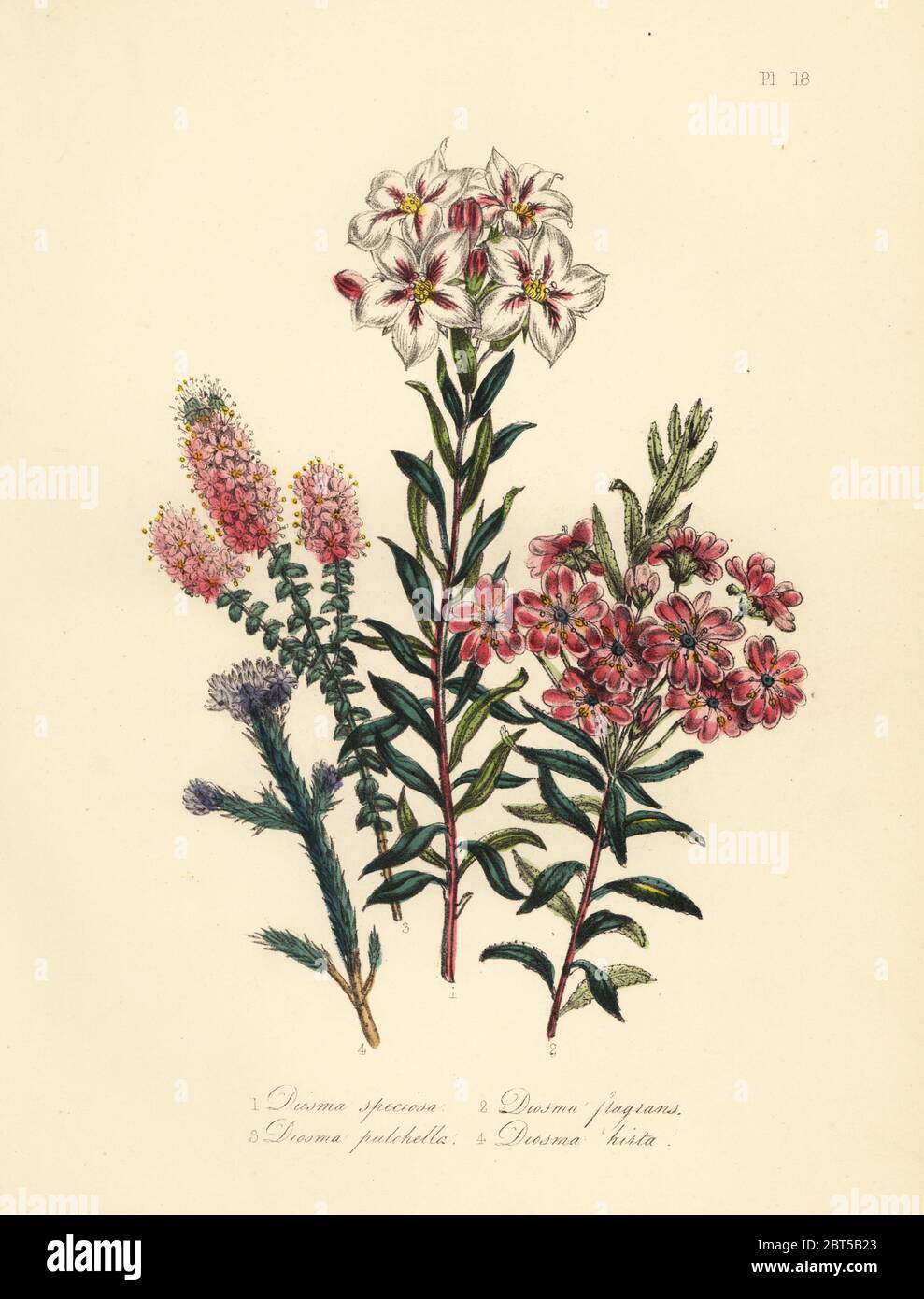 Diosma voyantes, Diosma speciosa, parfumé, Diosma fragrans, jolie, Diosma pulchella, pourpre, Diosma hirta. Handfinished chromolithographie par Noel Humphreys après une illustration par Jane Loudon de Loudon Madame Jane's Ladies Jardin de fleurs ou plantes de serre ornementales, William S. Orr, Londres, 1849. Banque D'Images