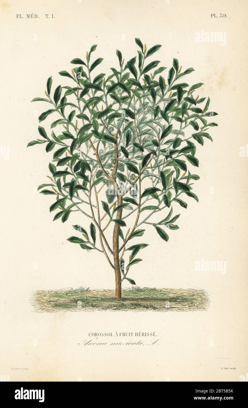 Soursop Graviola Ou Guyabano Annona Muricata Corossol Une Herisse Fruicole Gravure En Acier De Couleur Main Par Alphonse Leon Noel D Apres Une Illustration Botanique D Edouard Maubert De Pierre Oscar Reveil A Dupuis Fr