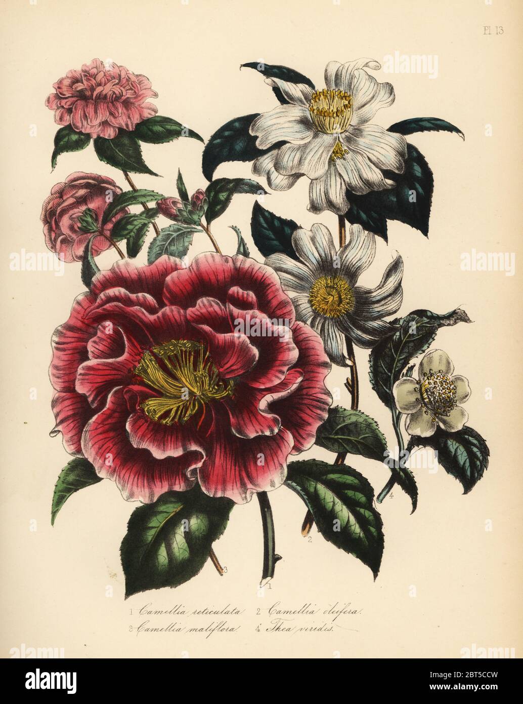 À FEUILLES réticulée, Camellia Camellia Reticulata, huile de camélia Camellia oleifera, roulement, apple-blossom-floraison, Camellia Camellia maliflora, et le thé vert, le Camellia sinensis (Thea viridis). Handfinished chromolithographie par Noel Humphreys après une illustration par Jane Loudon de Loudon Madame Jane's Ladies Jardin de fleurs ou plantes de serre ornementales, William S. Orr, Londres, 1849. Banque D'Images