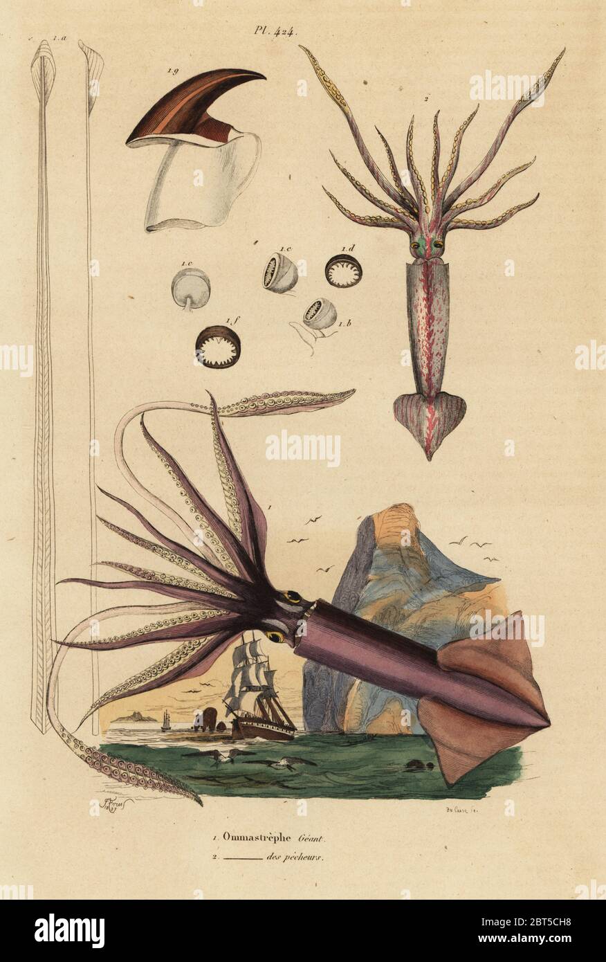 Le calmar de Humboldt, Dosidicus gigas 1, et de l'Europe l'encornet, Todarodes sagittatus 2. Ommastrephe Ommastrephe, géant des pecheurs. Gravure coloriée par du casse après une illustration par Adolph Felix-Edouard Guerin-Meneville de frites's Dictionnaire pittoresque d'Histoire Naturelle (Dictionnaire pittoresque d'Histoire Naturelle), Paris, 1834-39. Banque D'Images