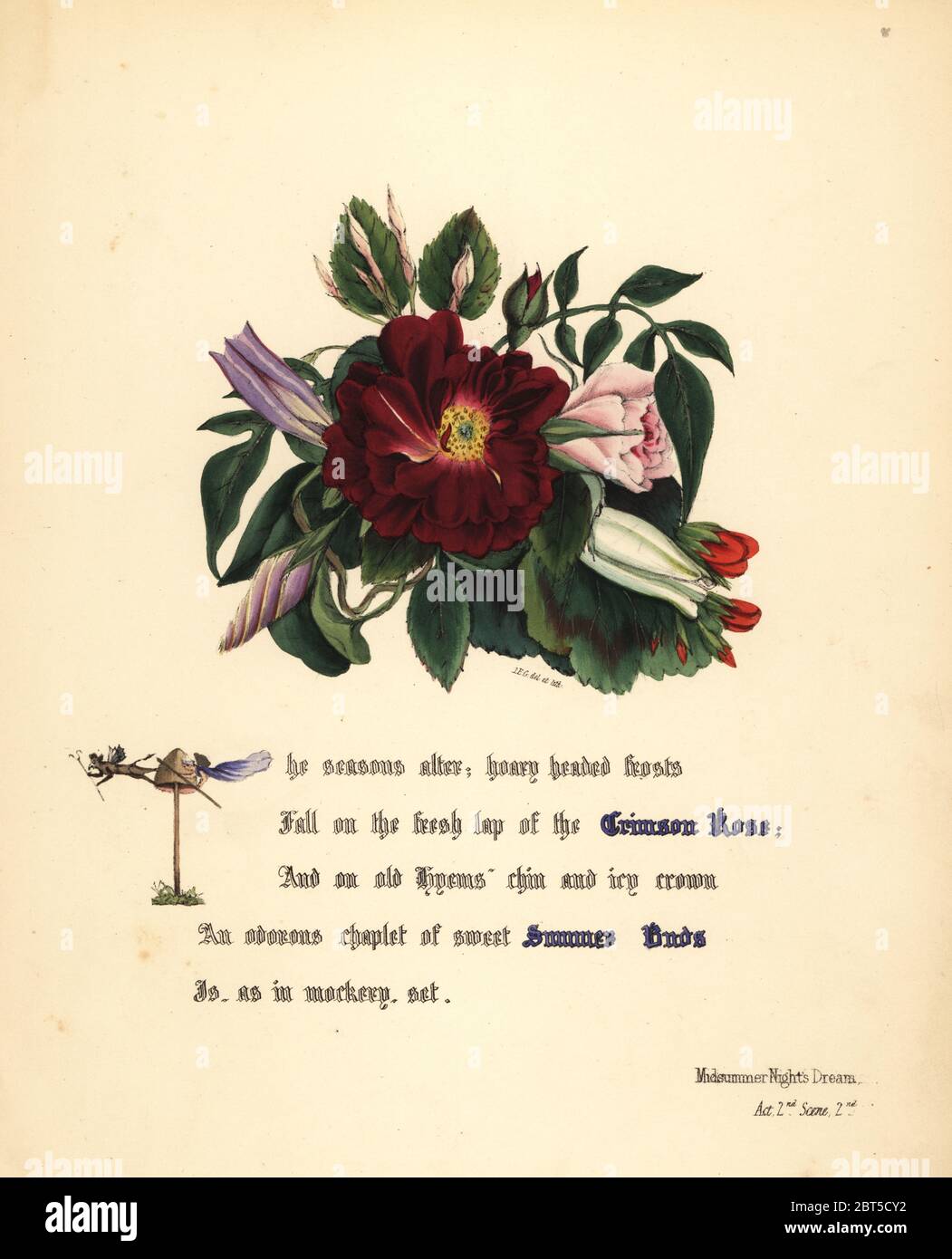 Crimson Rose (Songe d'une nuit). Handcoioured illustration botanique dessiné et lithographié par Jane Elizabeth Giraud à partir des fleurs de Shakespeare, jour et Haghe, Londres, 1845. Banque D'Images