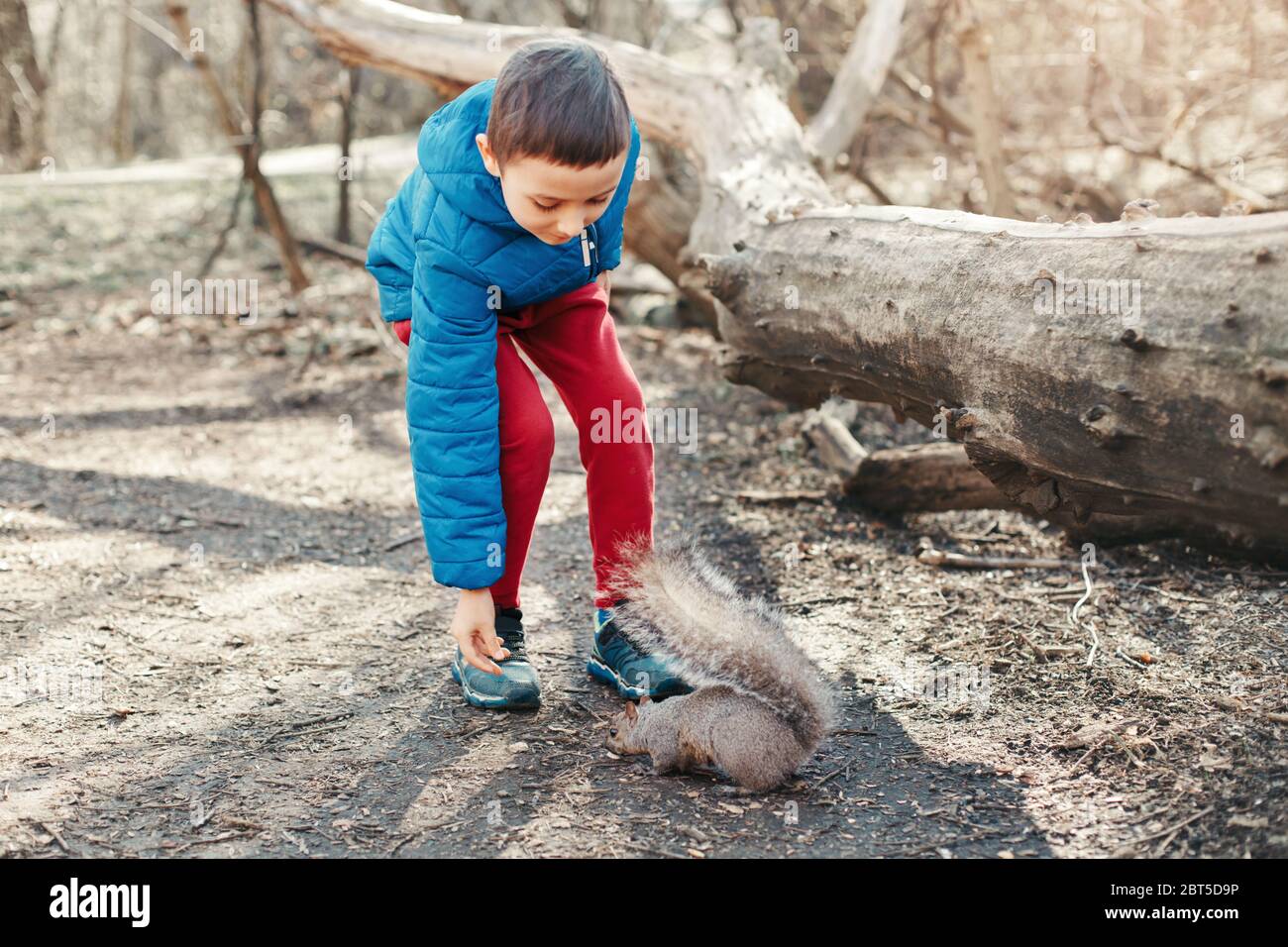 Un adorable garçon caucasien qui nourrit l'écureuil gris dans le parc. Adorable petit enfant donnant des noix alimentaires à un animal sauvage en forêt. Apprentissage des enfants étudier la nature sauvage a Banque D'Images
