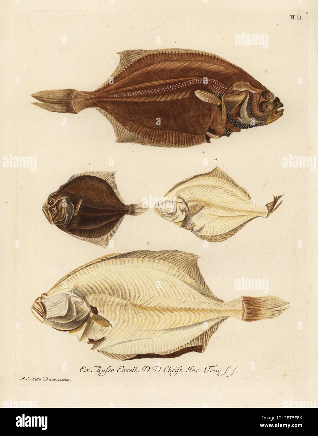 La plie Pleuronectes platessa européenne, 1,2 et barbue Scophthalmus rhombus, 3,4. Le turbot de l'ONU ou é du cote droit, Platessa, du cote gauche, é ou losange du cote gauche, petite é du mem cote. La gravure sur cuivre coloriée après une illustration par Johann Christoph Keller de Georg Wolfgang Knorr's Deliciae Naturae Selectae de Kabinet van Zeldzaamheden der Natuur, Blusse et Fils, Nuremberg, 1771. Des spécimens provenant d'un cabinet de curiosités ou Wunderkammer administré par le Dr Christoph Jacob Trew à Nuremberg. Banque D'Images