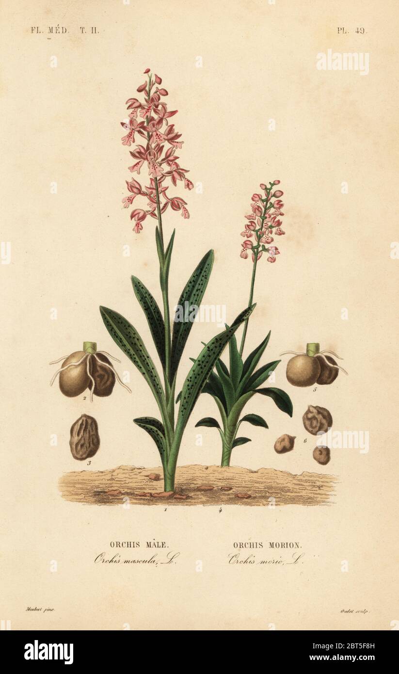 Orchidée pourpre précoce, Orcis mascula, Orcis mâle, et orchidée à ailes vertes, Anacamptis morio, Orcis morion. Gravure en acier de couleur main par Oudet d'après une illustration botanique d'Edouard Maubert de Pierre Oscar Reveil, A. Dupuis, FR. Gerard et François Herincqs la Regne Vegetal: Flore Médicale, L. Guerin, Paris, 1864-1871. Banque D'Images
