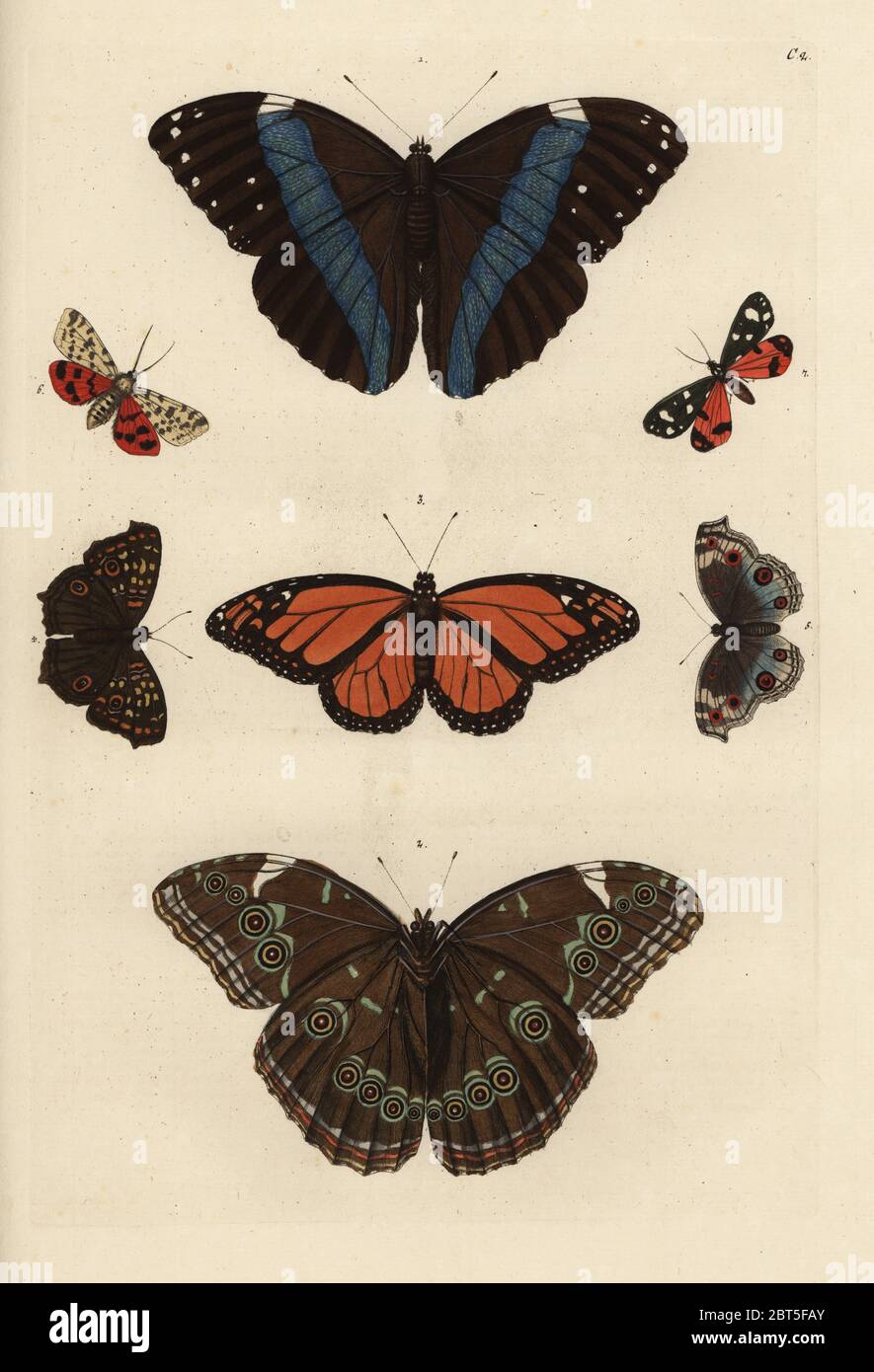 Variétés de papillons dont une hirondelle. Dessiné et gravé sur cuivre coloriée par Georg Wolfgang Knorr de son Deliciae Naturae Selectae de Kabinet van Zeldzaamheden der Natuur, Blusse et Fils, Nuremberg, 1771. Banque D'Images