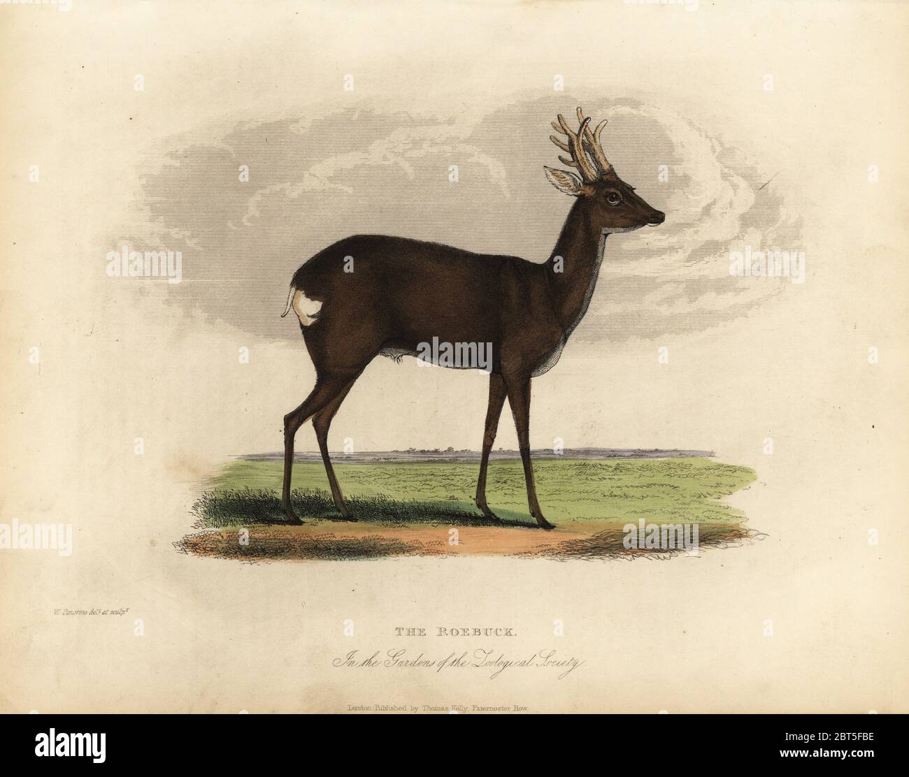 Cerf de Virginie européen, Capranolus capranolus. Le Roebuck dans les jardins de la Société zoologique. Copperplate de couleur main dessinée et gravée par W. Panormo de William Smellies, traduction du comte Georges Buffons Histoire de la Terre et nature animée, Thomas Kelly, Londres, 1829. Banque D'Images