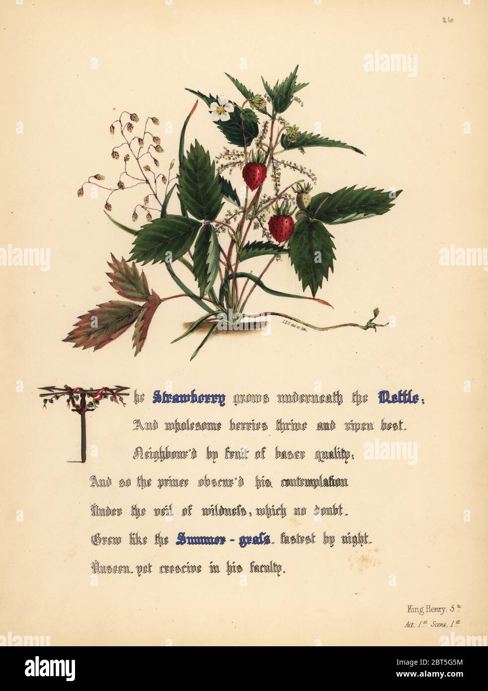 Fraise, l'ortie et à l'été-grass (le roi Henri V). Handcoioured illustration botanique dessiné et lithographié par Jane Elizabeth Giraud à partir des fleurs de Shakespeare, jour et Haghe, Londres, 1845. Banque D'Images