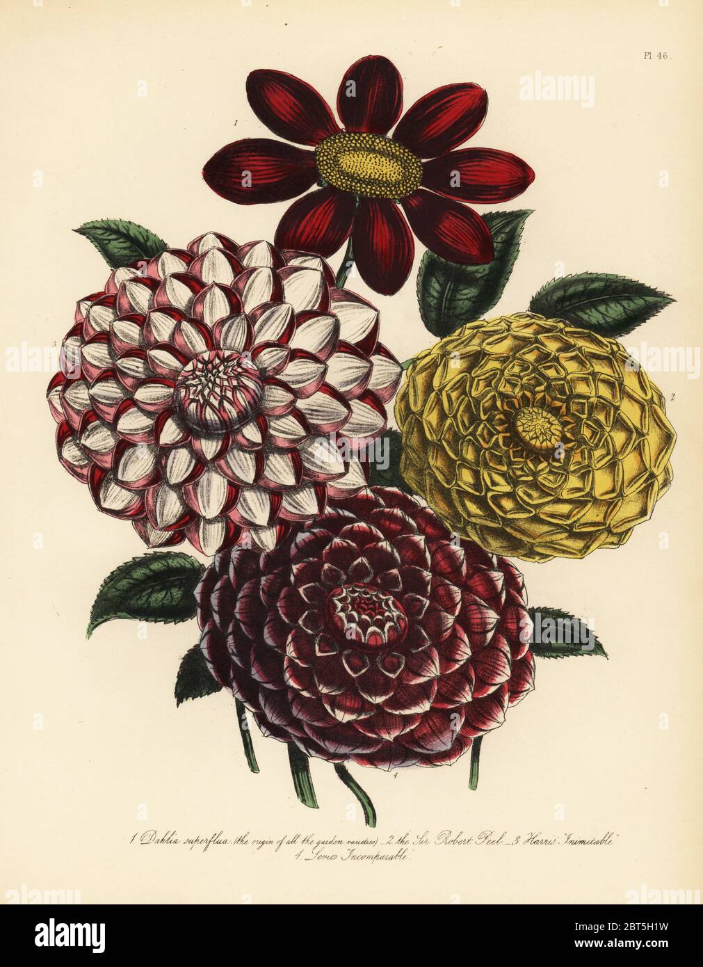 Variétés de Dahlia dahlia superflua, la variable, le Sir Robert Peel, Harris, inimitable et incomparable du Levic. Handfinished chromolithographie par Henry Noel Humphreys après une illustration par Jane Loudon de Loudon Madame Jane's Ladies jardin fleuri de plantes ornementales vivaces, William S. Orr, Londres, 1849. Banque D'Images