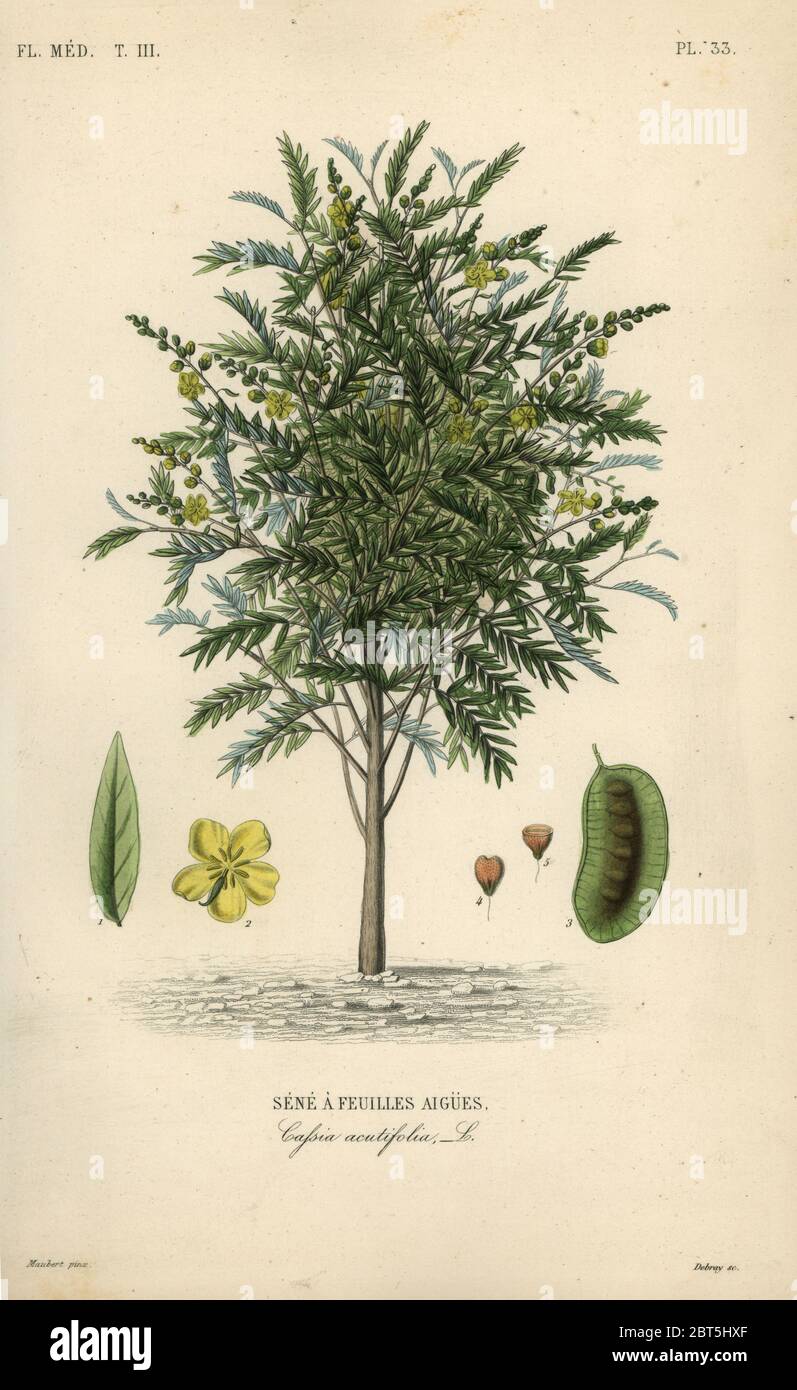 Alexandrian senna, Senna alexandrina, Cassia acutifolia, Sène a feuilles aigues. Gravure en acier de couleur main par Debray d'après une illustration botanique d'Edouard Maubert de Pierre Oscar Reveil, A. Dupuis, FR. Gerard et François Herincqs la Regne Vegetal: Flore Médicale, L. Guerin, Paris, 1864-1871. Banque D'Images