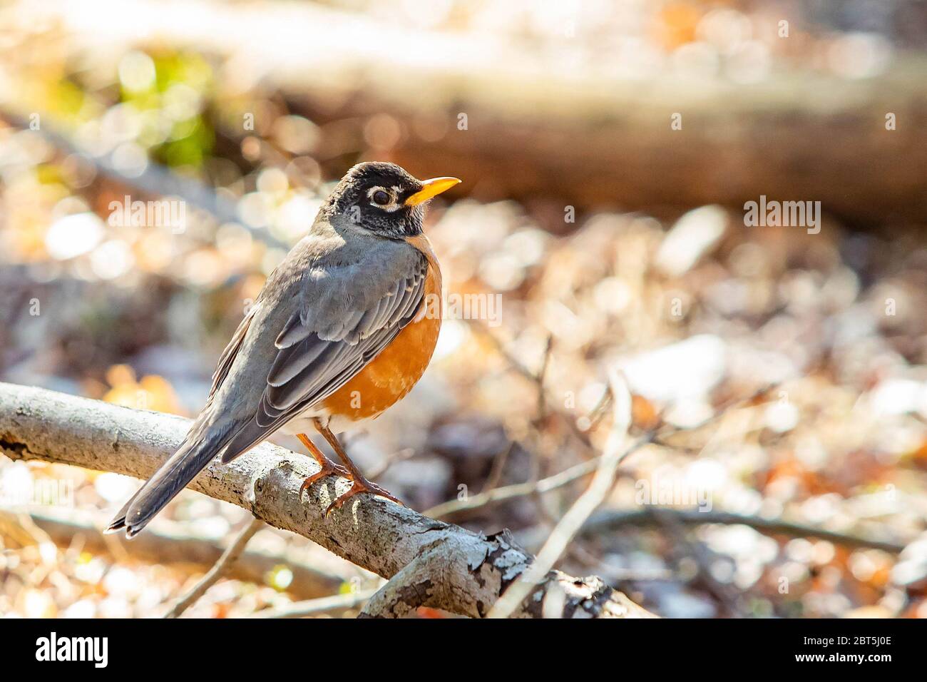 Joli petit portrait en gros plan de l'oiseau en forme de petit-garçon le jour du printemps Banque D'Images